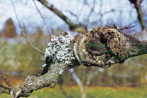 Неинфекционные болезни деревьев, вызванные погодными явлениями