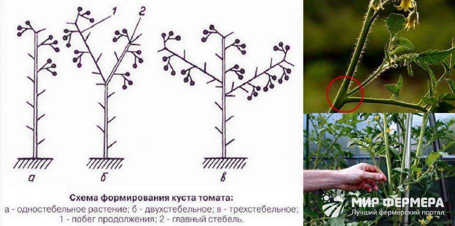 Формируем томаты в теплице в 2 стебля схема