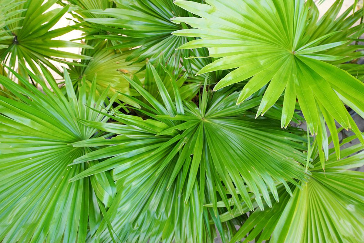 Комнатные пальмы и их виды, которые идеально подходят для выращивания в домашних условиях