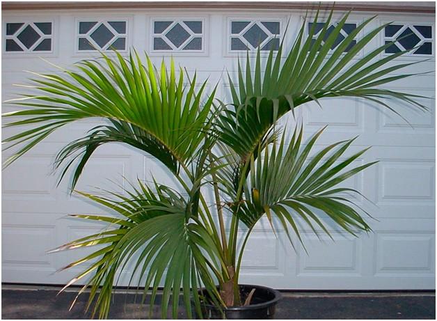 Как ухаживать за пальмой в домашних условиях