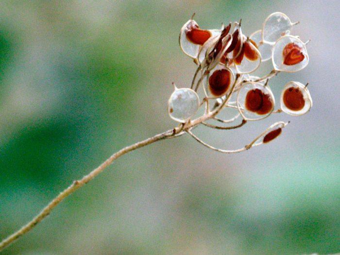 Цветок алиссум – уход и посадка в открытом грунте, сорта с фото