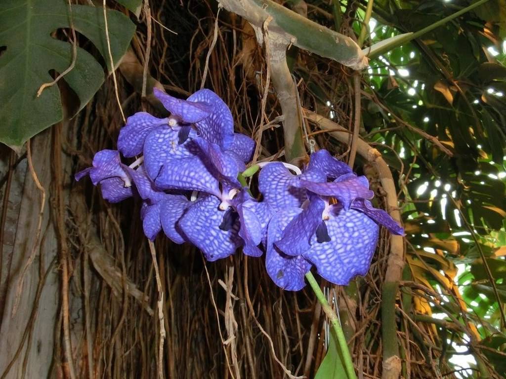 Дикая орхидея цветок фото в природе