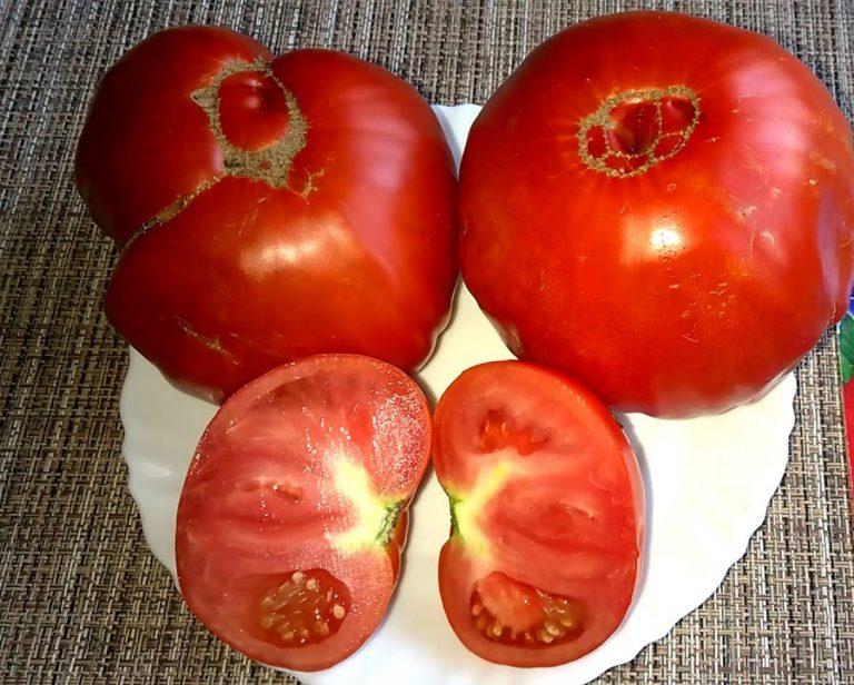 Мамонтенок помидоры фото и описание сорта