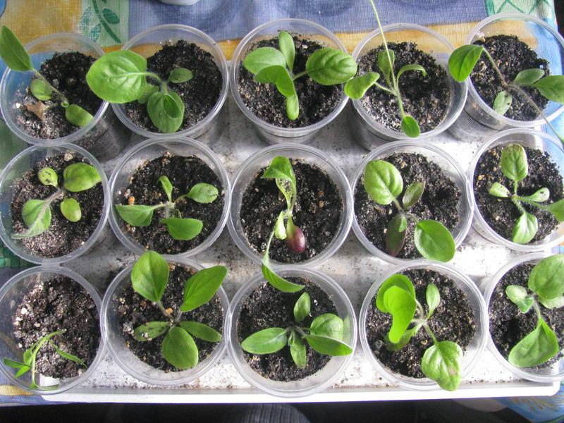 Как вырастить герберу из семян