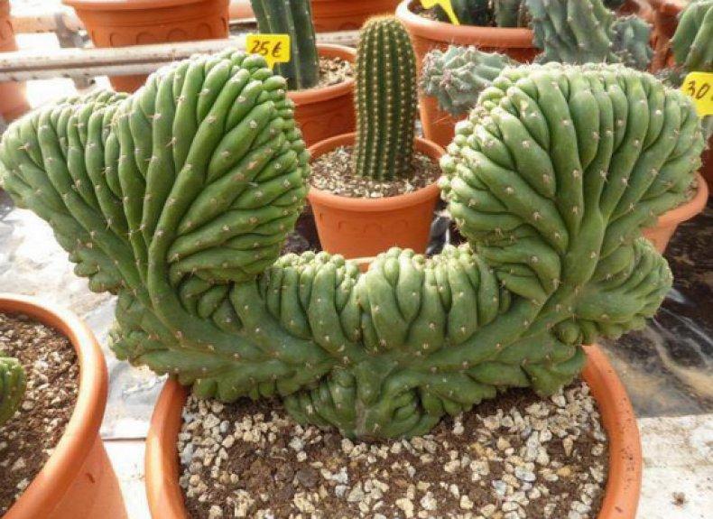 Цереус перуанский 25 фото посадка и уход в домашних условиях особенности монстрозной и других форм кактуса