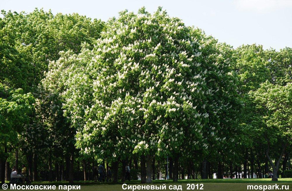 Кустарники растущие в парках. Каштан в форме круг. Кусты которые растут в ПМР. Какие деревья растут в Тирасполе. Какие кустарники растут в Шилово.