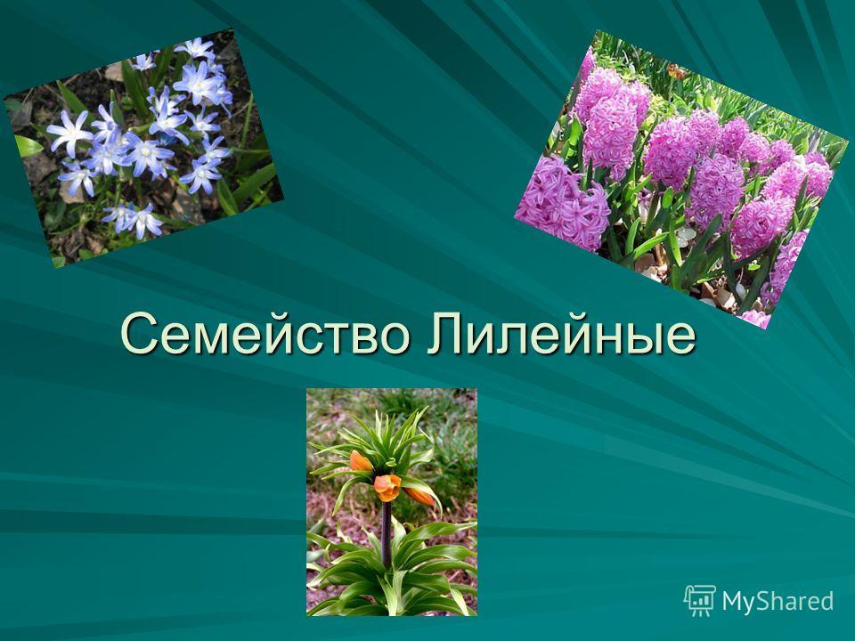 К семейству лилейных относятся растения