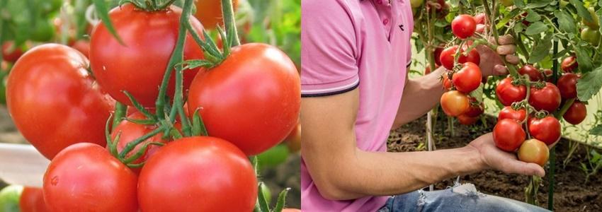Купить Семена Томатов Верочка И Любаша