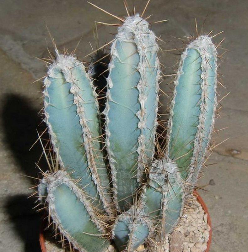 Цереус перуанский 25 фото посадка и уход в домашних условиях особенности монстрозной и других форм кактуса